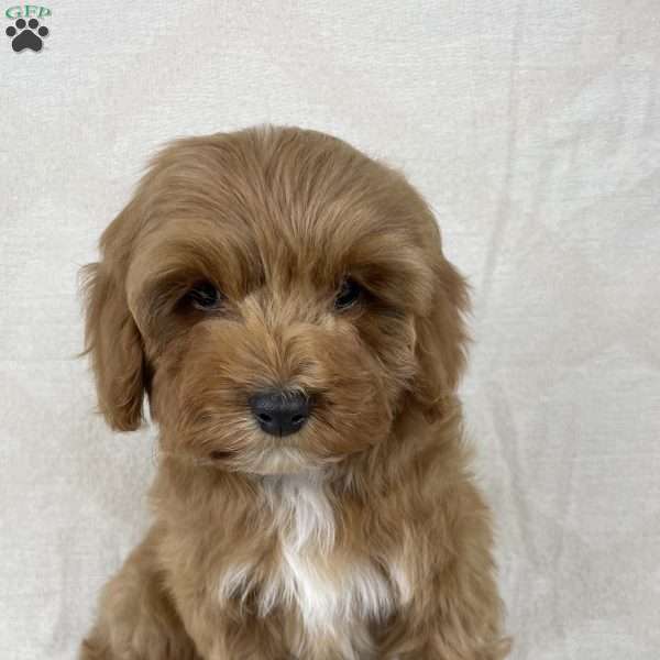 Luna, Cavapoo Puppy