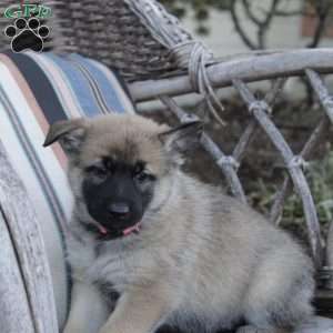 Bella, German Shepherd Mix Puppy