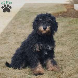 Luna, Cavapoo Puppy