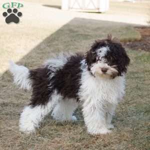 Landon, Cavapoo Puppy