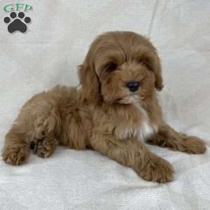 Luna, Cavapoo Puppy