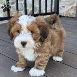 Bingo, Havanese Puppy