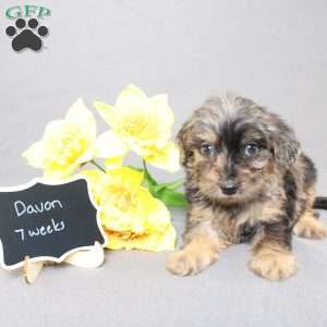 Davon, Golden Cavadoodle Puppy