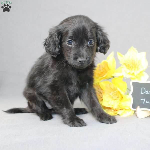 Darla, Golden Cavadoodle Puppy