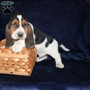 Bonsai, Basset Hound Puppy