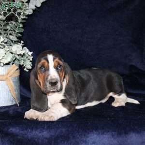 Boomer, Basset Hound Puppy