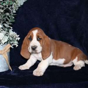 Biscuit, Basset Hound Puppy