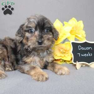 Davon, Golden Cavadoodle Puppy