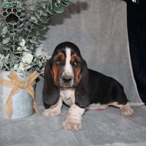 Boomer, Basset Hound Puppy