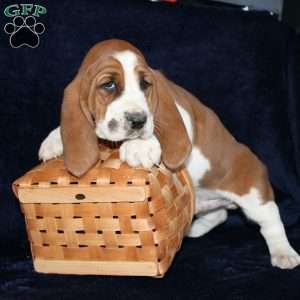 Biscuit, Basset Hound Puppy