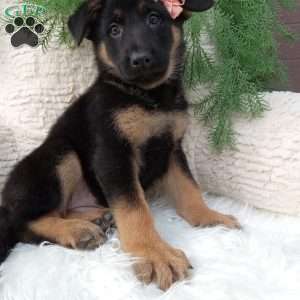 Roxy, German Shepherd Puppy