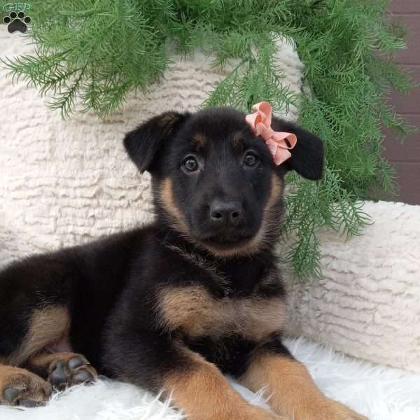 Roxy, German Shepherd Puppy