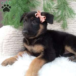 Roxy, German Shepherd Puppy