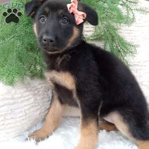 Roxy, German Shepherd Puppy