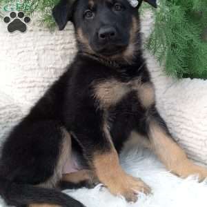 Bandit, German Shepherd Puppy