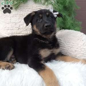 Bandit, German Shepherd Puppy