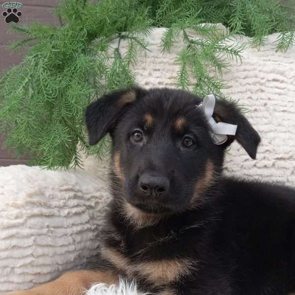 Bandit, German Shepherd Puppy