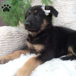 Bandit, German Shepherd Puppy