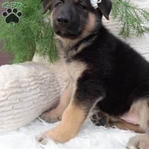 Bruno, German Shepherd Puppy