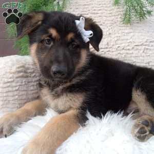 Bruno, German Shepherd Puppy