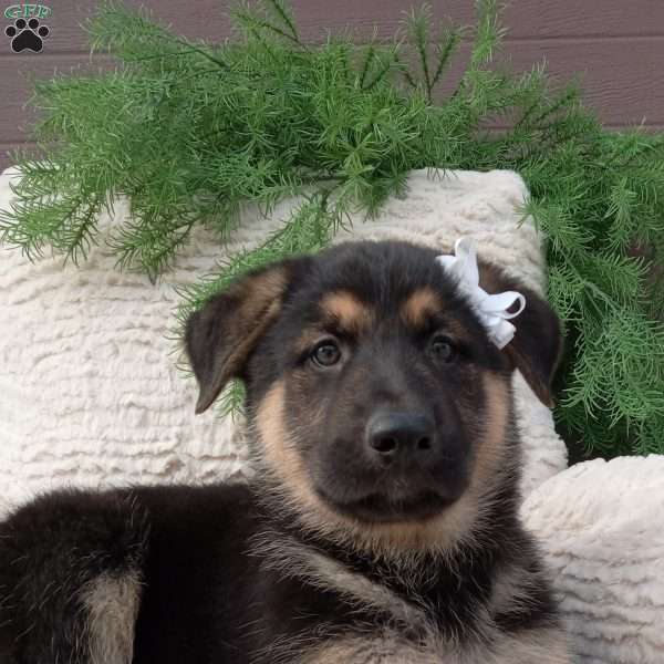 Bruno, German Shepherd Puppy