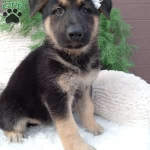 Bruno, German Shepherd Puppy