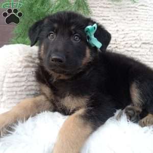 Hunter, German Shepherd Puppy