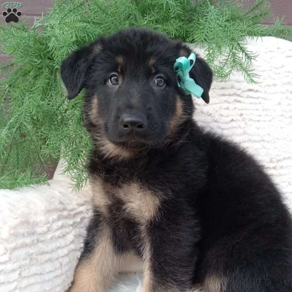 Hunter, German Shepherd Puppy