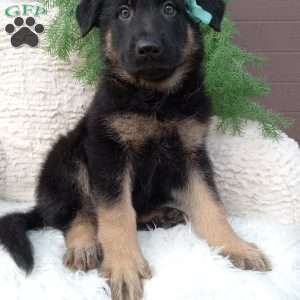 Hunter, German Shepherd Puppy