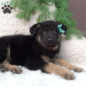 Hunter, German Shepherd Puppy