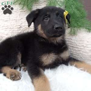 Roscoe, German Shepherd Puppy