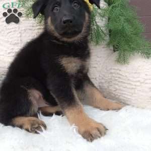 Roscoe, German Shepherd Puppy