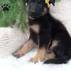 Roscoe, German Shepherd Puppy