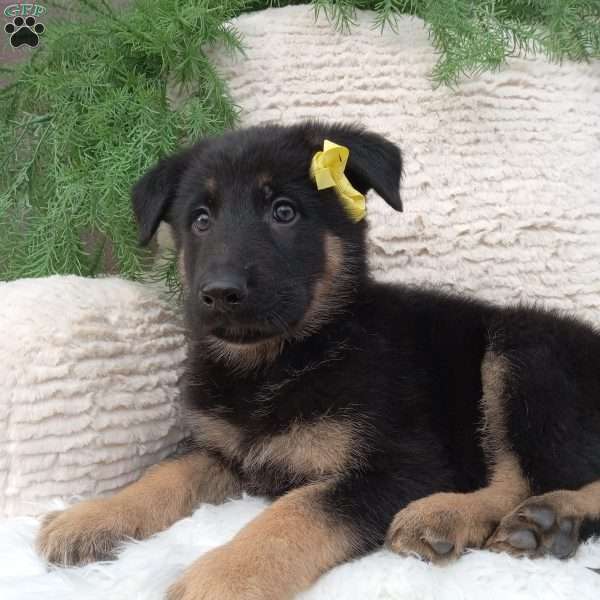 Roscoe, German Shepherd Puppy