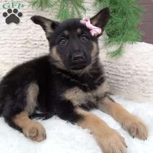 Bella, German Shepherd Puppy