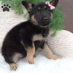 Bella, German Shepherd Puppy