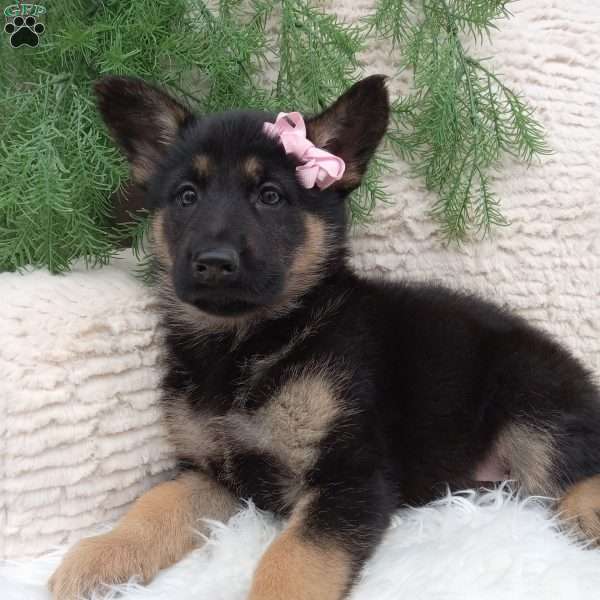 Bella, German Shepherd Puppy