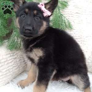 Bella, German Shepherd Puppy