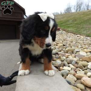 Willow, Bernese Mountain Dog Puppy