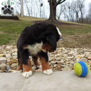 Willow, Bernese Mountain Dog Puppy