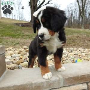 Willow, Bernese Mountain Dog Puppy