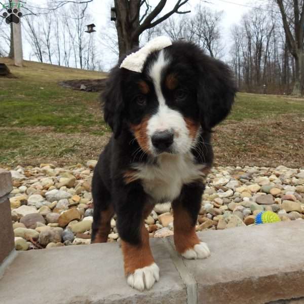 Willow, Bernese Mountain Dog Puppy