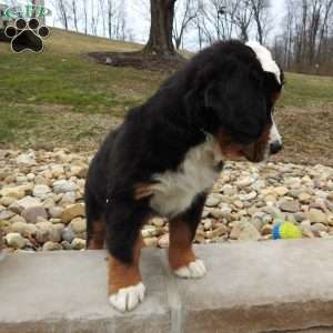 Willow, Bernese Mountain Dog Puppy