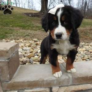 Willow, Bernese Mountain Dog Puppy