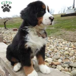 Teddy, Bernese Mountain Dog Puppy