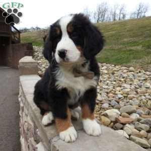 Teddy, Bernese Mountain Dog Puppy