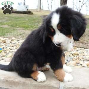 Teddy, Bernese Mountain Dog Puppy