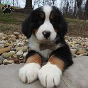 Teddy, Bernese Mountain Dog Puppy