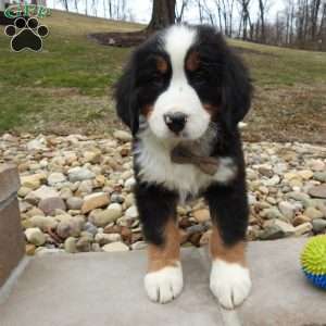 Teddy, Bernese Mountain Dog Puppy