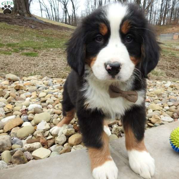 Teddy, Bernese Mountain Dog Puppy